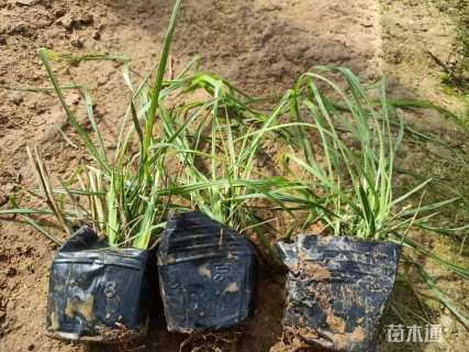 高度20厘米小兔子狼尾草