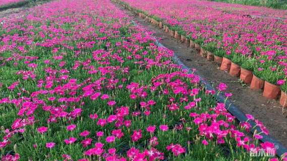 高度10厘米欧石竹