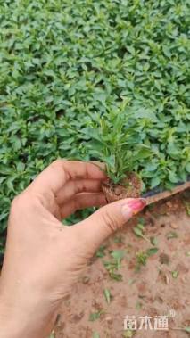 高度12厘米五色苋