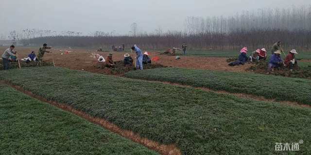 高度15厘米中叶麦冬