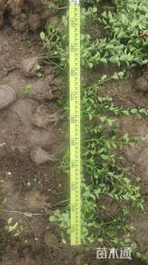 高度40厘米卫矛