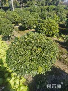 冠幅110厘米海桐球