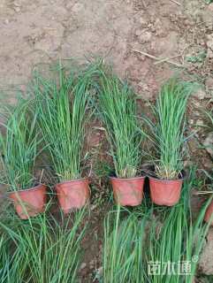 高度80厘米荻草