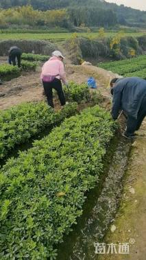 高度35厘米毛鹃