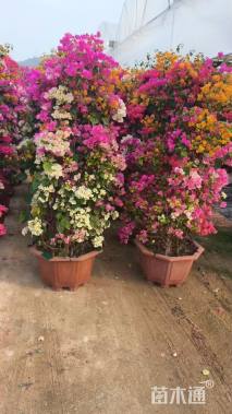 高度180厘米三角梅