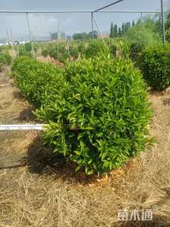 高度100厘米非洲茉莉