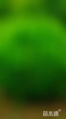 冠幅220厘米卫矛球