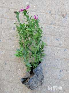 高度15厘米荷兰菊