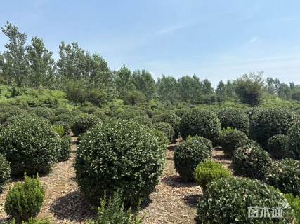 冠幅80厘米大叶黄杨球