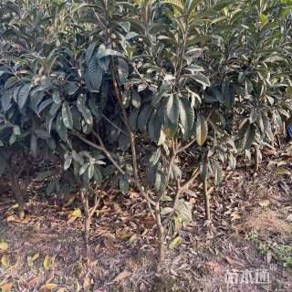 1公分大五星枇杷苗