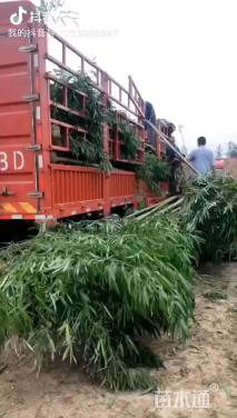 地栽苗罗汉竹