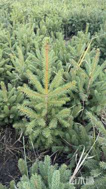 高度50厘米云杉