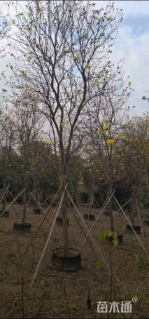 15公分黄花风铃木