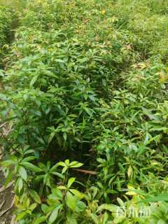 高度70厘米金丝楠木小苗