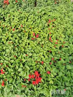 高度10厘米一串红