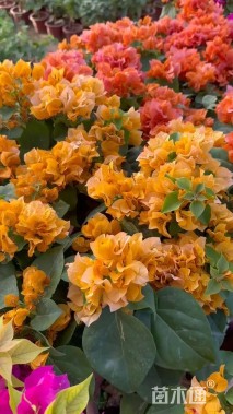 高度60厘米三角梅