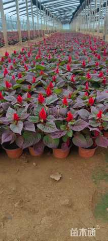 高度40厘米鸡冠花