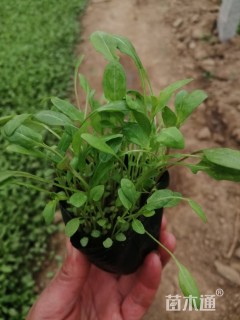 高度25厘米月见草