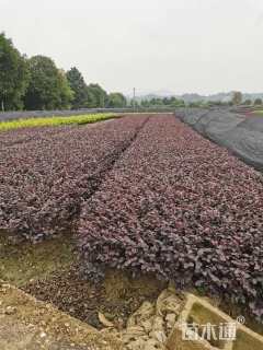 高度30厘米茶花小苗