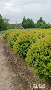 冠幅180厘米金森女贞球