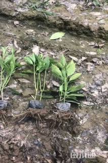 高度50厘米洒金珊瑚