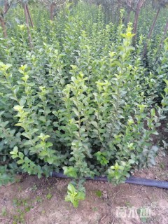 高度30厘米卫矛