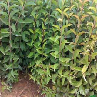 0.6公分大叶女贞