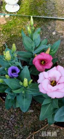 高度20厘米桔梗