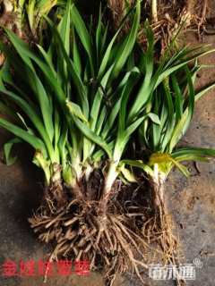 高度15厘米金娃娃萱草