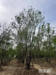 高度300厘米丛生丝棉木