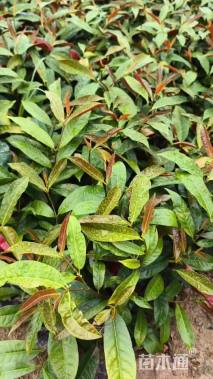 高度25厘米红背桂