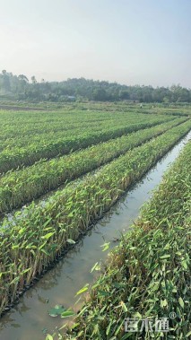 高度30厘米再力花