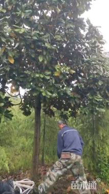 20公分广玉兰