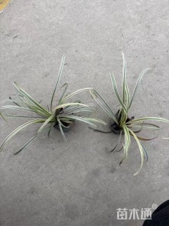 高度15厘米玉带草