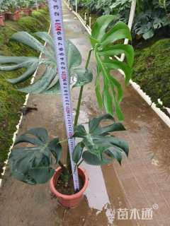 70厘米龟背竹