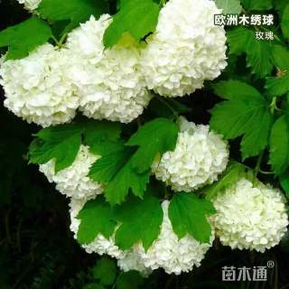 高度6厘米木绣球