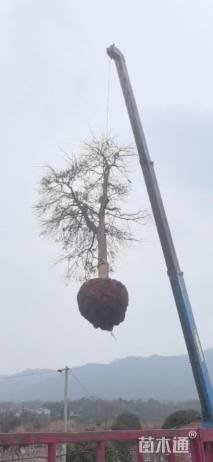 高度550厘米羽毛枫