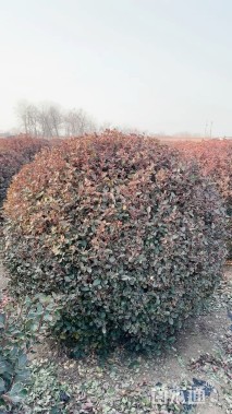 高度120厘米冬红卫矛