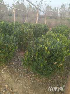 冠幅100厘米大叶黄杨球