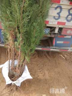 高度40厘米侧柏