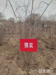 高度150厘米猥实