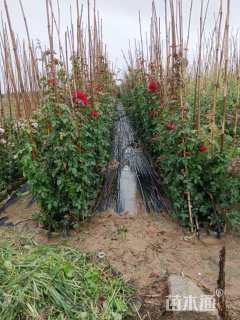 120厘米藤本月季