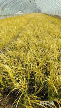 高度20厘米金叶石菖蒲