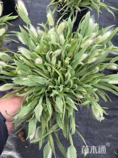 高度15厘米兔尾草