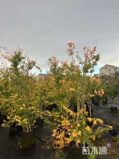 高度120厘米黄杆枫