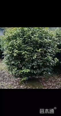 冠幅180厘米茶花球