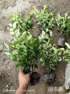 高度50厘米金森女贞小苗