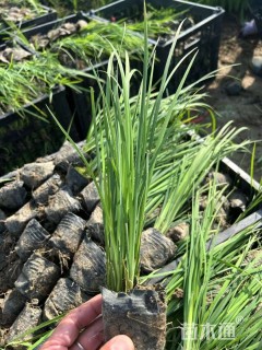 高度30厘米马兰头