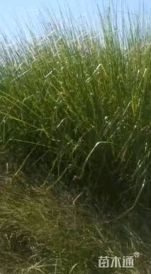 高度70厘米香根草