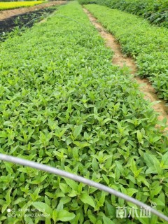 高度10厘米婆婆纳